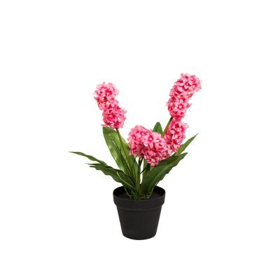 Гиацинт в горшочке розовый ...