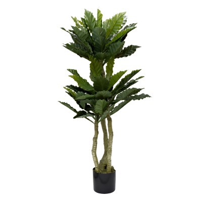 Папоротник гнездовой в горш...