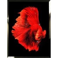 Картина Красная рыба с кристаллами Swarovski (2349)