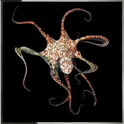 Картина Осьминог с кристалл...