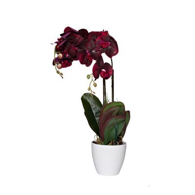 Орхидея бордовая в горшке h...