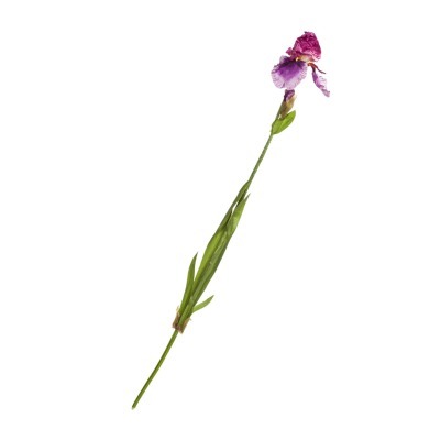 Ирис 104716, Обработанная т...