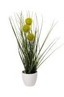 Алиум зеленый  в горшке H38см(12) (TT-00010692)