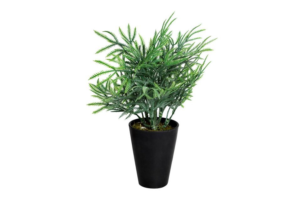 Фото Кипарисовик в горшочке 25 см (24) (TT-00001389) - интернет-магазин МегаТерем в Москве