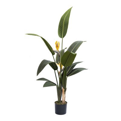 Куст стрелиции  в горшке h1...