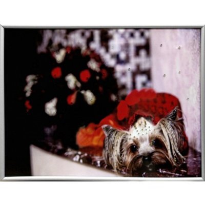 Картина Символ года Йорк 1 с кристаллами Swarovski (2034)