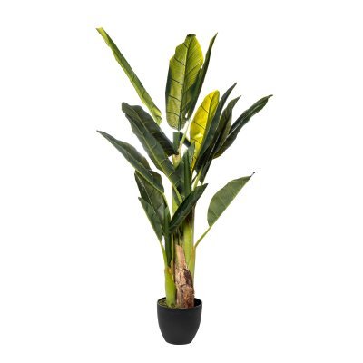 Банановый куст в горшке h120см (TT-00006182)