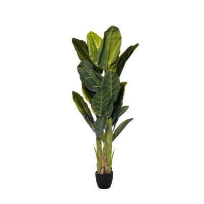 Банановый куст в горшке h180см (TT-00006184)