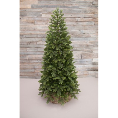 Триумф ель уэльская 185 см ...