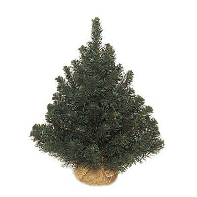 Триумф ель альпийская 45 см...