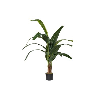 Дерево Traveler's Tree...