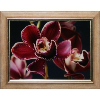 Картина Цветок орхидеи с кр...