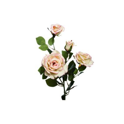 Роза чайная, 80см (12) (000...