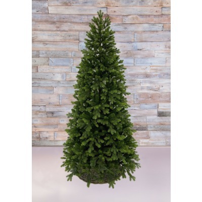 Триумф ель уэльская 260 см ...