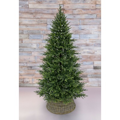 Триумф ель  королевская стр...