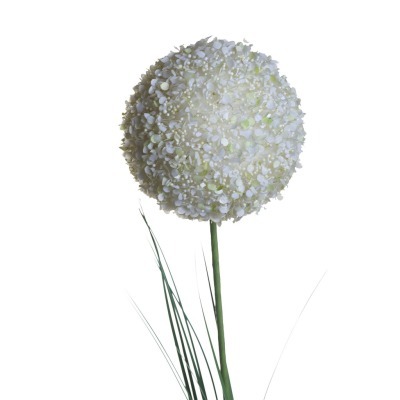 Алиум малый кремовый  78см ...